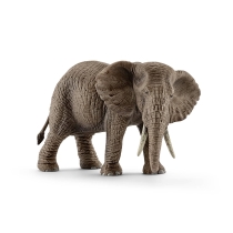 Africki slon, zenka