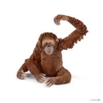 Orangutan, zenka