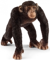 Simpanza zenka